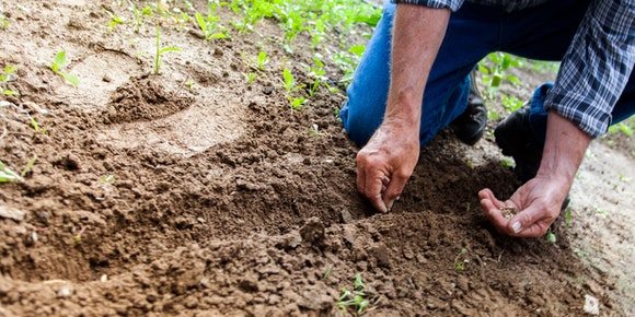 Jardinagem e Paisagismo – O jardim perfeito com os geradores de energia